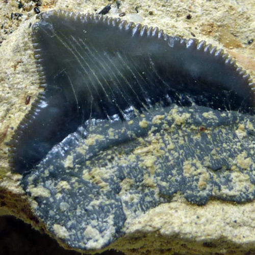 Oude haaientanden in Limburgse ENCI-groeve