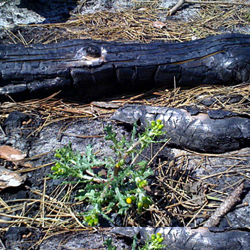 Grote duinbrand bij Schoorl