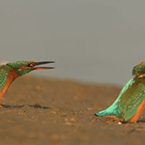 Ijsvogelvrouwtjes aan de IJssel