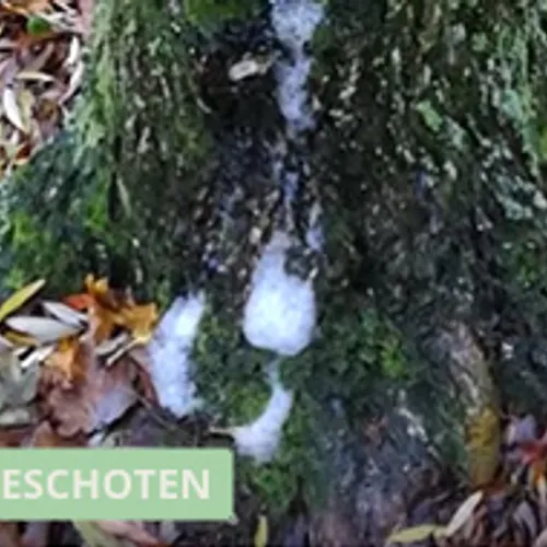 Schuimende bomen