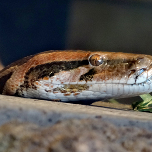 Python krijgt drugs binnen via de huid