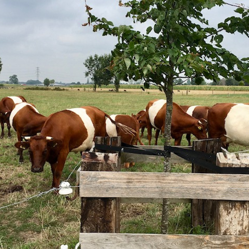 Duizenden bomen voor  koeien