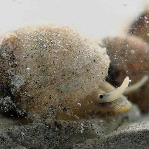 Zeldzame slak in de Biesbosch