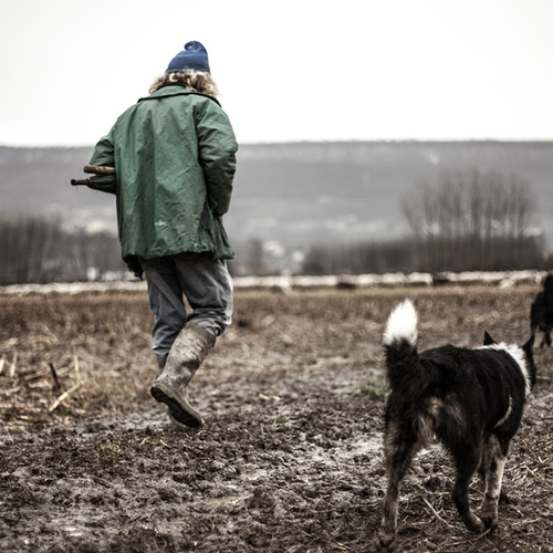 Kuddewaakhond prima, maar duur middel tegen wolvenaanval
