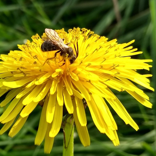 Nieuw deltaplan voor biodiversiteit in Nederland