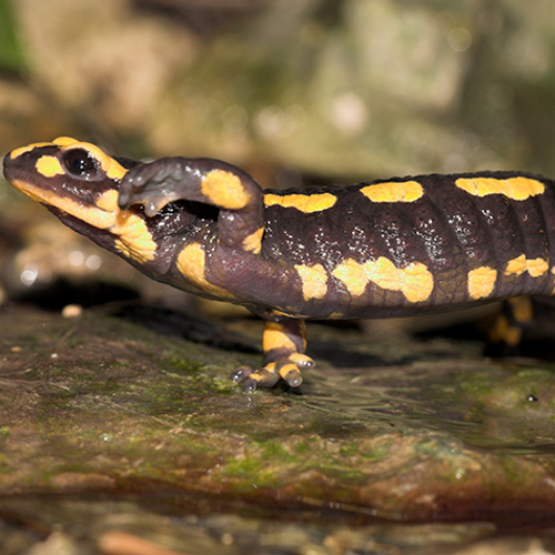 Salamanders ernstig bedreigd door schimmel