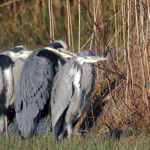 Alle reigers op een rijtje