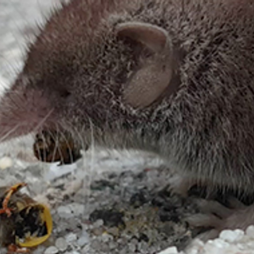 Spitsmuis knabbelt op een wesp