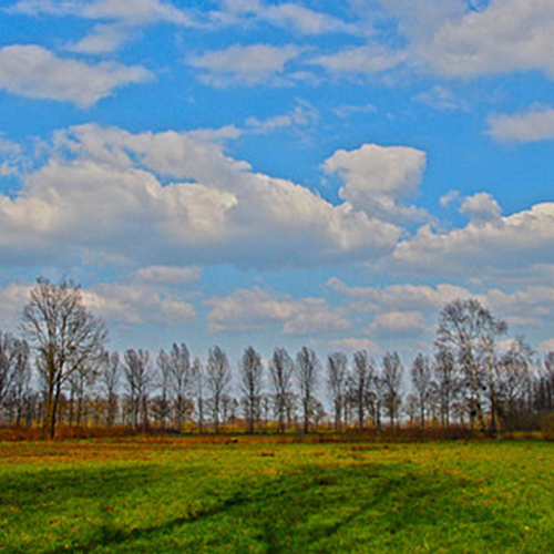 Vissterfte door omgewaaide mestsilo