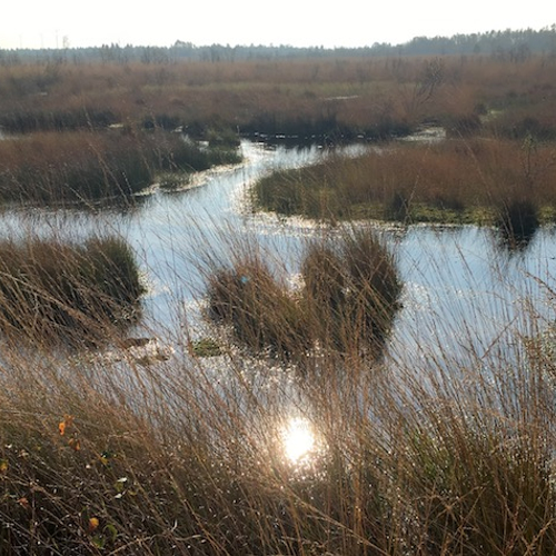 Veengebieden stoten bijna twee keer zo veel broeikasgassen uit als gedacht