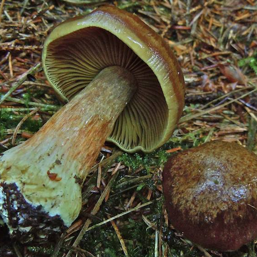 Drentse paddenstoelen gered