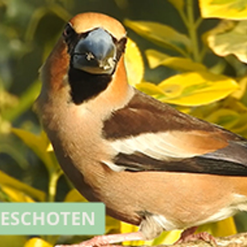 Appelvink in de tuin