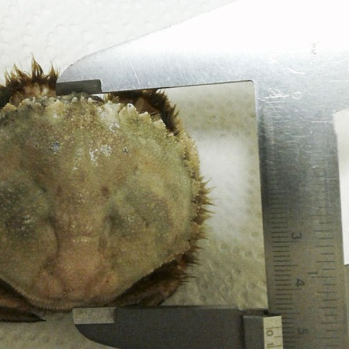 Ovaalronde krab bereikt Nederland