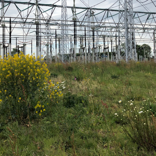 Insecten onder hoogspanning