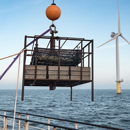 Miljoenengift voor natuurversterking Noordzee-riffen