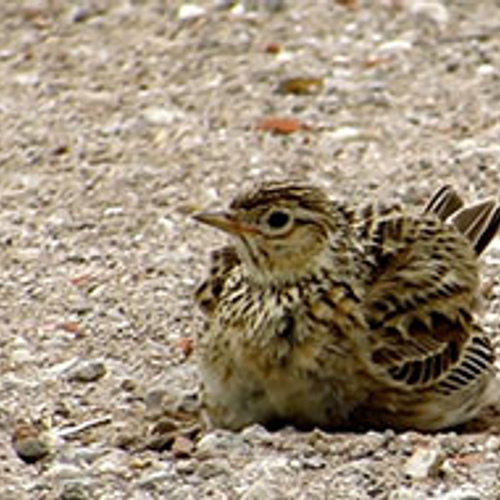 Leeuwerik neemt 'steentjesbad'
