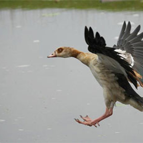 Drones tegen vogels boven Duits zwembad