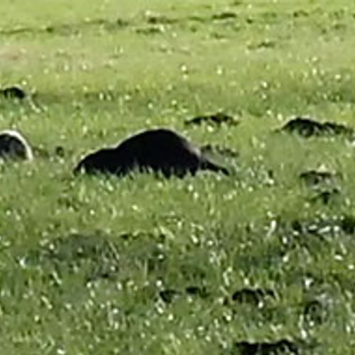 Beverratten in weiland