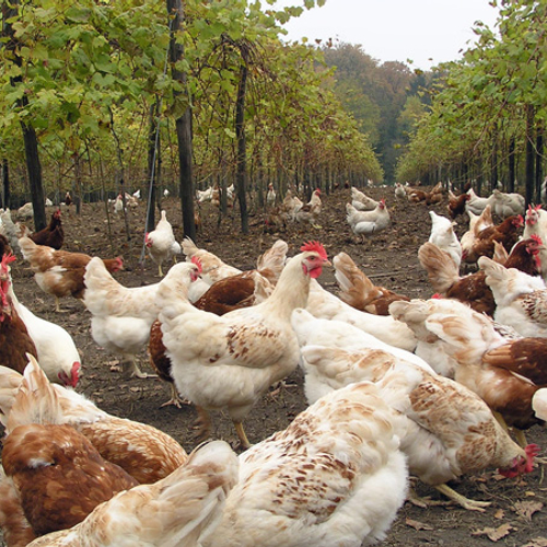 Brandbrief aan staatssecretaris: Preventief ruimen moet stoppen