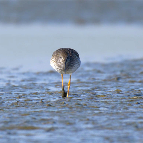 Tiengemeten als tussenstop voor vogels