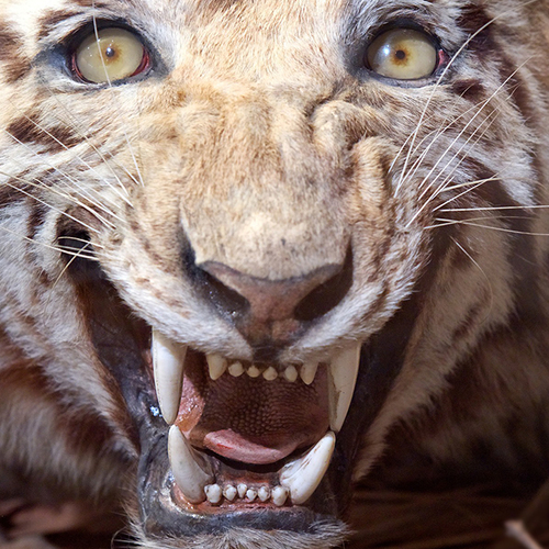 Afbeelding van Bijna honderd opgezette dieren in beslag genomen in Brabant
