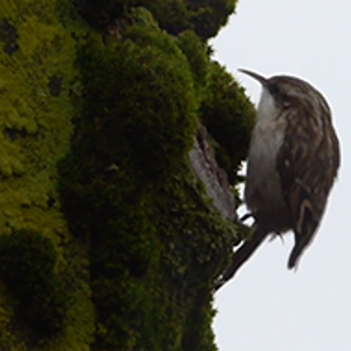 Boomkruiper met lam pootje