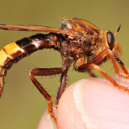 Moordlustige roofvliegen