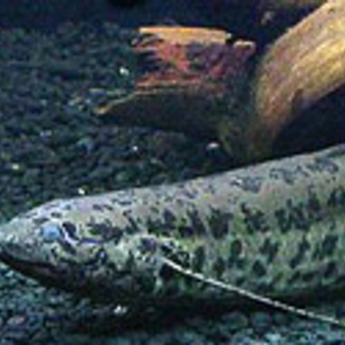 Oudste vis in gevangenschap overleden