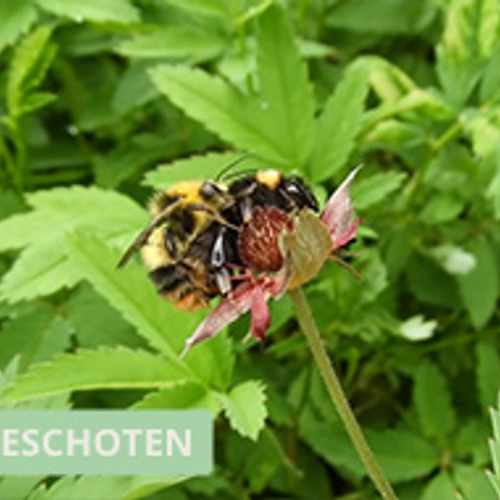 Parende weidehommels