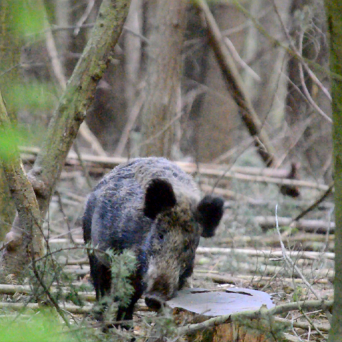 Wild zwijn heeft jeuk | Zelf Geschoten