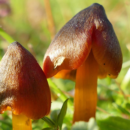 Veel paddenstoelen in zachte eerste week van januari