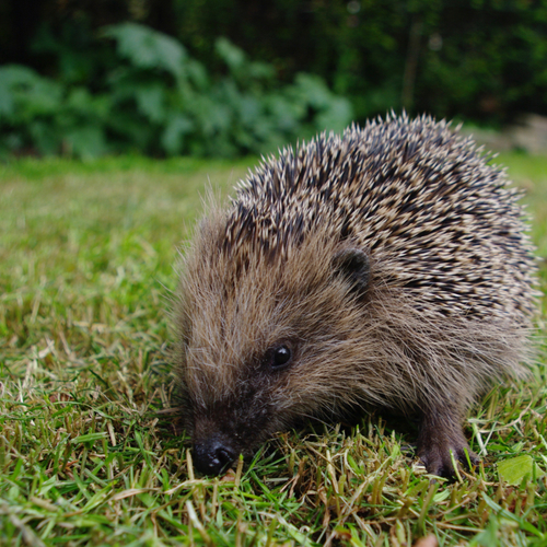 Meer egels in de tuin