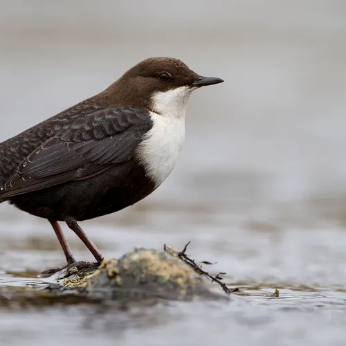 Afbeelding van Ga mee op natuurgeluidenreis door Europa - Deel II