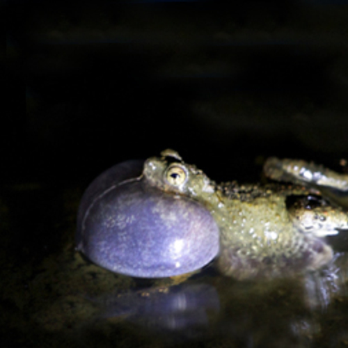 Stadskikkers zijn sexyer en flexibeler