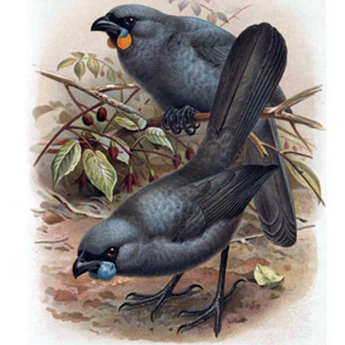 5000 dollar voor bewijs dat 'uitgestorven vogel' nog leeft