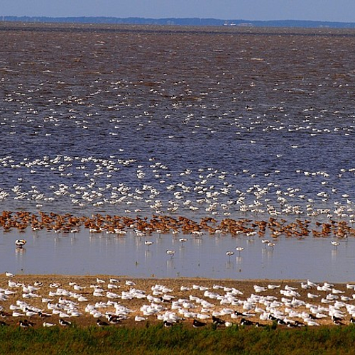 Afbeelding van Zorgen over impact baggerslib in Lauwersmeer