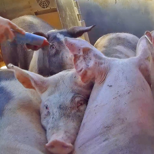 Boetes voor transporteurs die varkens mishandelen