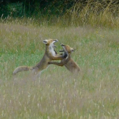 Jonge vosjes spelen in het veld | Zelf Geschoten