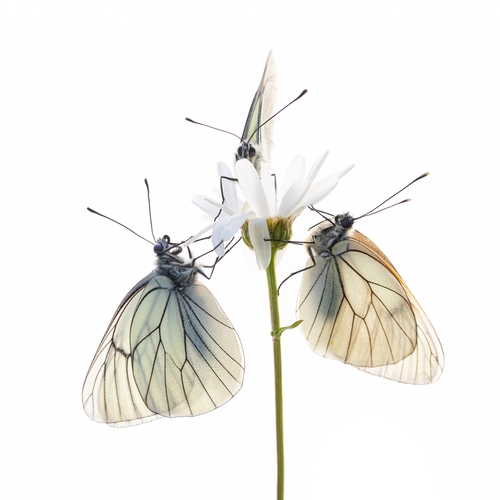 Zeldzame vlinderserie wint Groene Camera 2024