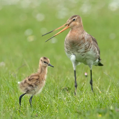 Afbeelding van Friese grutto eieren uitgebroed in Vogelpark Avifauna