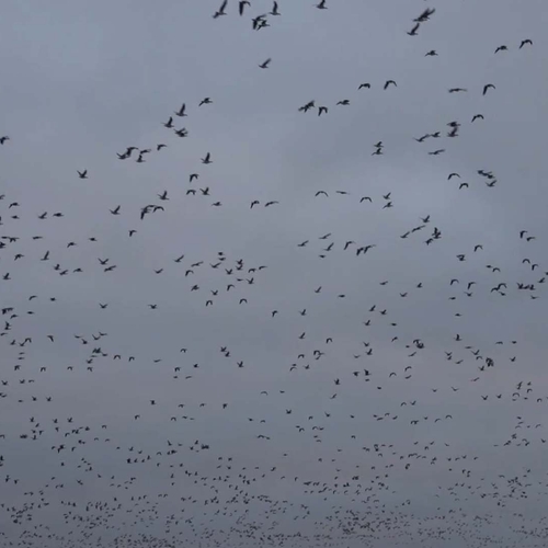 Honderden ganzen boven het Wad | Zelf Geschoten