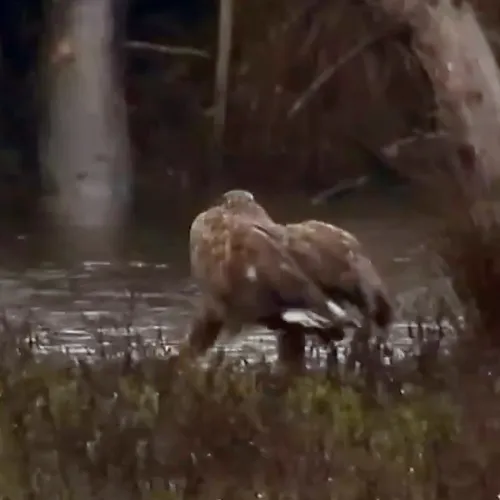 Grappig loopje van zeearend | Zelf Geschoten