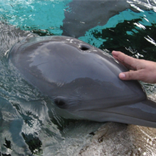 Vermaak met dolfijnen minder in trek