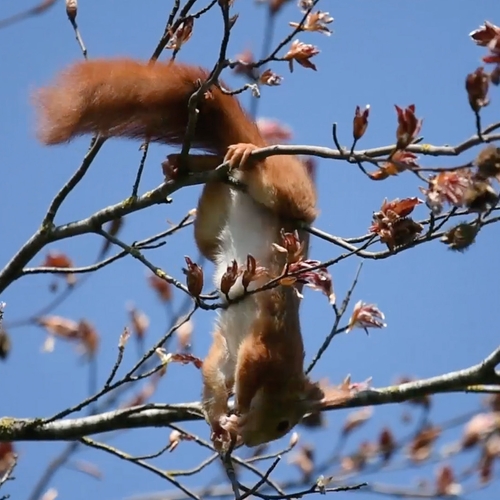 Rode eekhoorn eet beukenknoppen | Zelf Geschoten