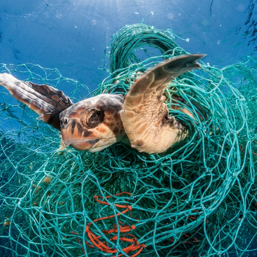 Afbeelding van Duizenden zeeschildpadden verdrinken in netten van garnalenvisserij