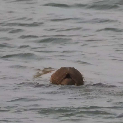 Walrus in Waddenzee | Zelf Geschoten