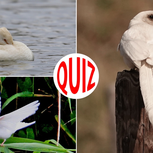 Quiz: vogels met een ander kleurtje