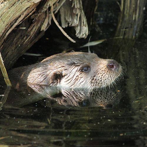 Afbeelding van Otters zijn terug in de Oude IJssel