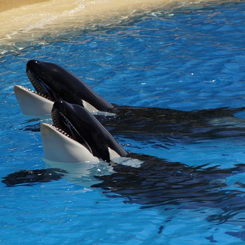 Wereldberoemde orka Keto sterft in Europees dolfinarium