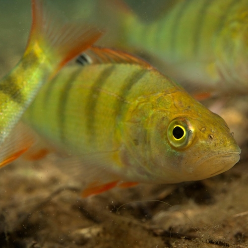 Film over onderwaternatuur van Nederland